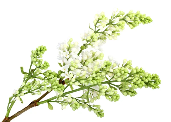Branche de lilas blanc sans feuille — Photo