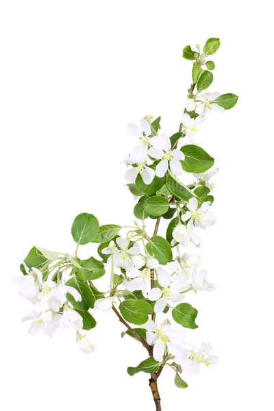 Větev jabloně s zelené listy a bílé květy — Stock fotografie