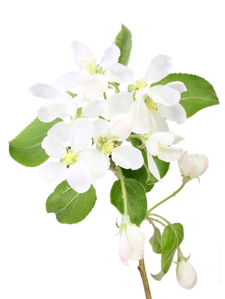 Einzelner Zweig eines Apfelbaums mit Blatt und Blüten — Stockfoto