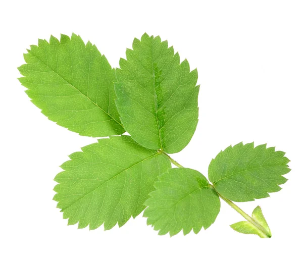 Gren med grönt blad av nypon — Stockfoto