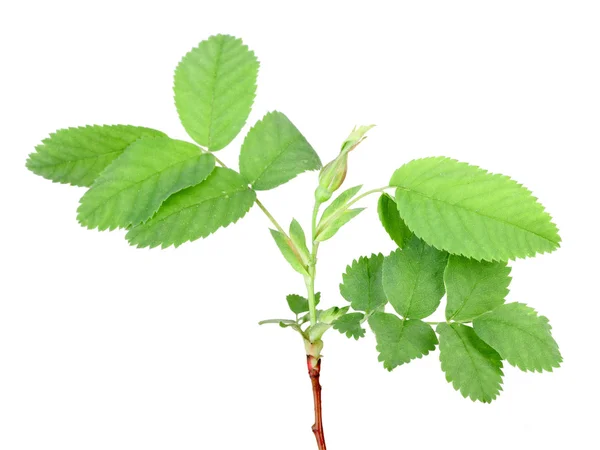 Zweig mit Knospe und grünem Blatt — Stockfoto
