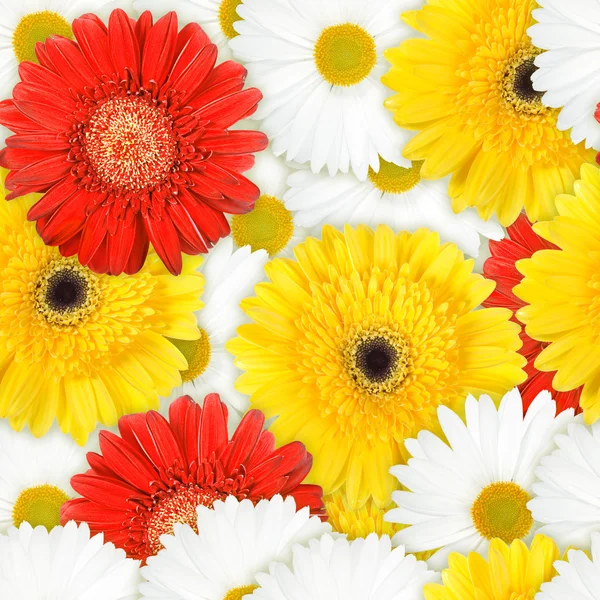 Ομοιογενές φόντο της ετερόκλητη λουλούδια — Φωτογραφία Αρχείου