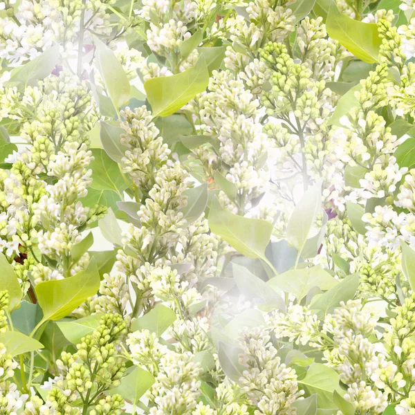 Seamless pattern of white lilac — Stock Photo, Image