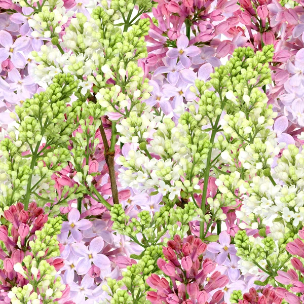 Bezszwowe tło białe i Lila fioletowe — Zdjęcie stockowe
