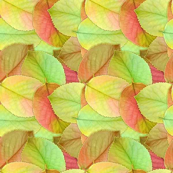 Бесшовный фон осенних листьев — стоковое фото