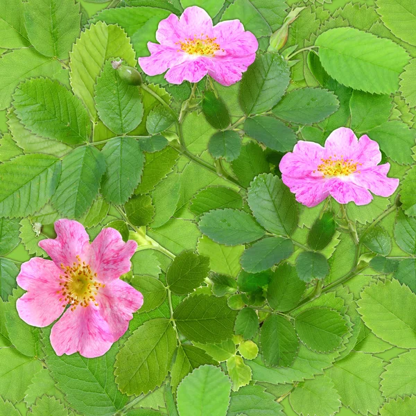 Seamless mönster av rosa nypon blommor — Stockfoto