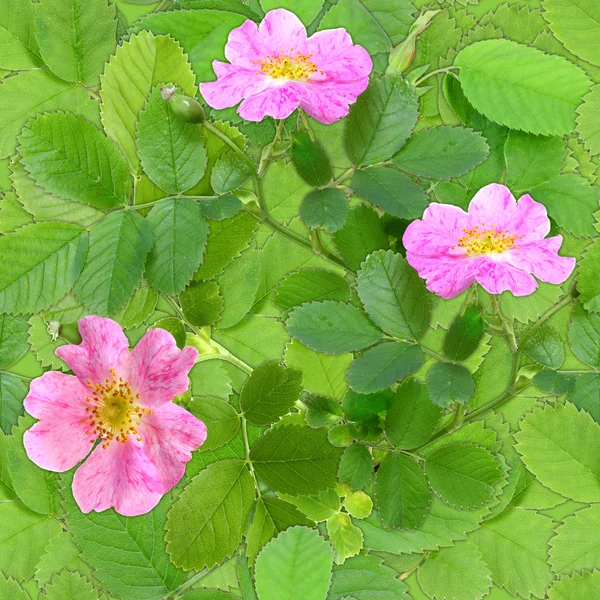 Stock image Seamless pattern of pink dog-rose flowers