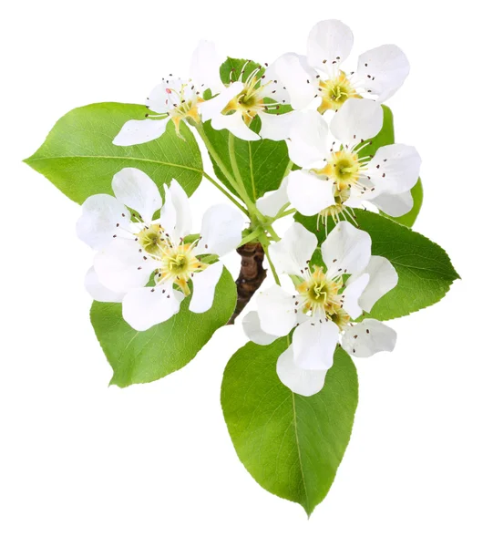 Gren av apple träd med blad och blommor — Stockfoto