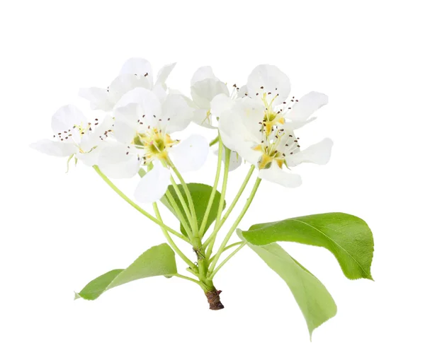 Branche de pommier aux feuilles et fleurs blanches — Photo