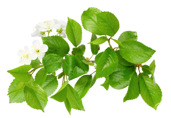Zweig eines Pflaumenbaumes mit Blatt und weißen Blüten — Stockfoto
