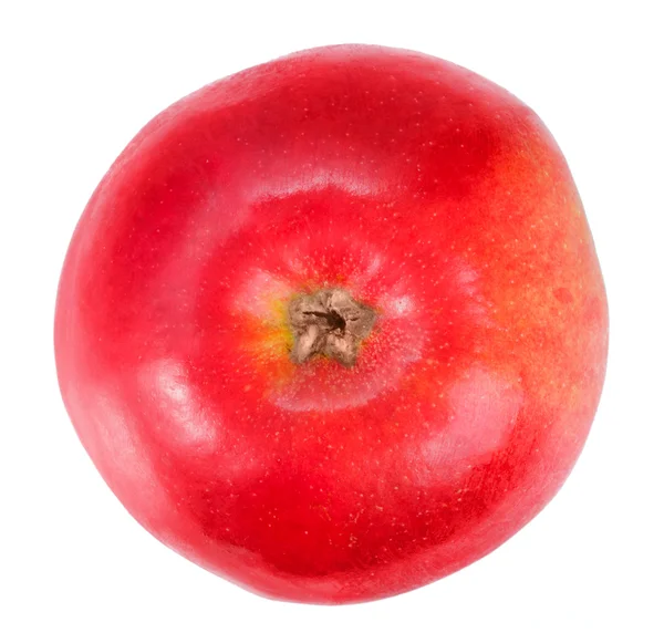 Jedno čerstvé červené jablko — Stock fotografie