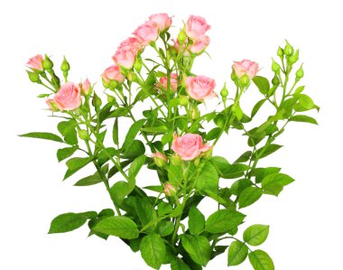 Bouquet of pink roses with green leafes clipart