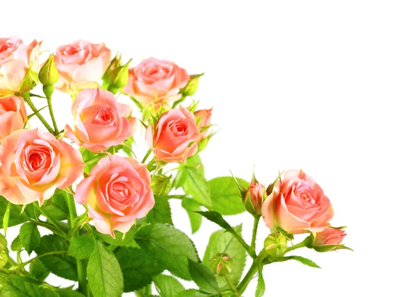 Rosas rosa claro com folhas verdes — Fotografia de Stock