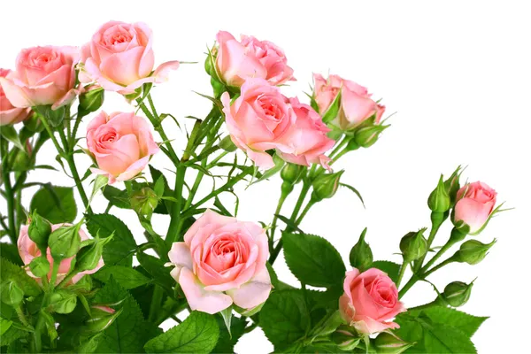 Bush de rosas rosa com folhas verdes — Fotografia de Stock