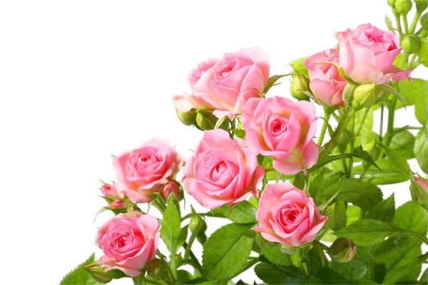 Gruppo di rose rosa con foglie verdi — Foto Stock