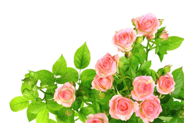 淡粉色玫瑰的分支 — 图库照片