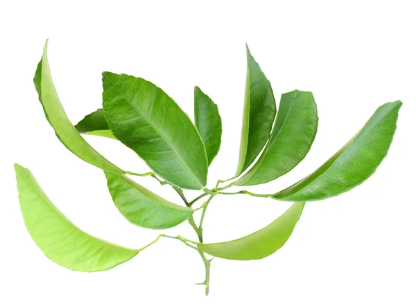 Gren av citrus-träd med gröna blad — Stockfoto