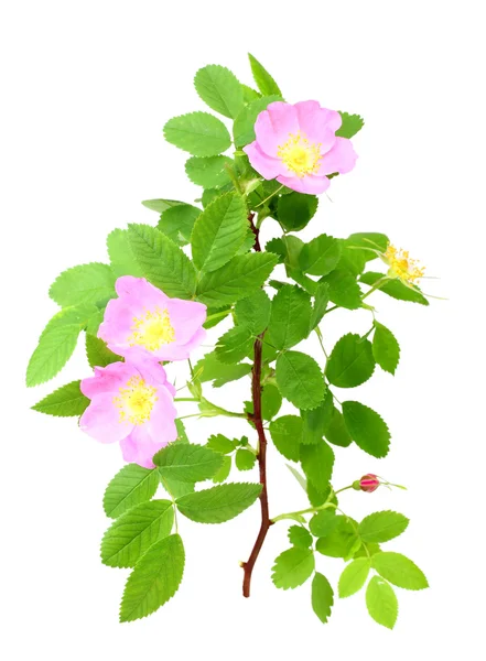 Hund-rose med gröna blad och rosa blommor — Stockfoto