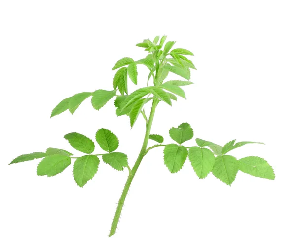 Ung gren av hund-rose med gröna blad — Stockfoto