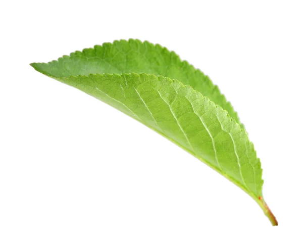 Grönt blad för apple-tree — Stockfoto