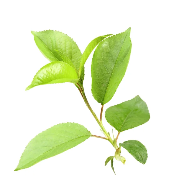Unga gröna spira för apple-tree — Stockfoto