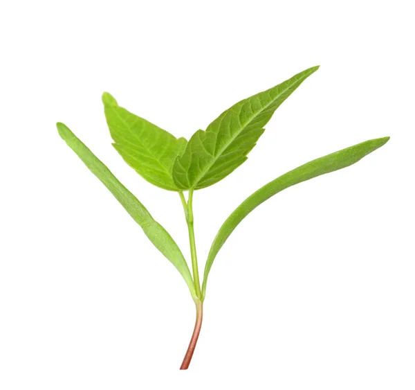 Jovem broto verde com folha — Fotografia de Stock