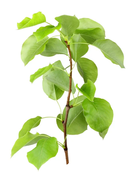 Unga spira apple-träd med gröna blad — Stockfoto