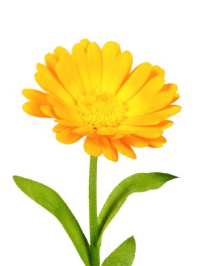 One orange flower of calendula clipart