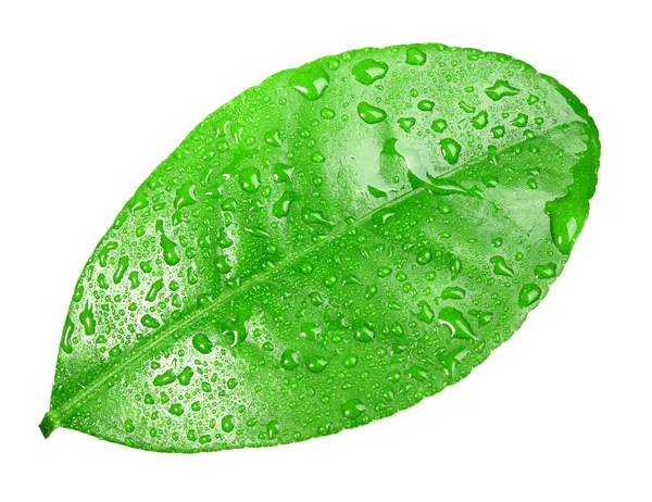 Один зеленый лист с капельками росы — стоковое фото