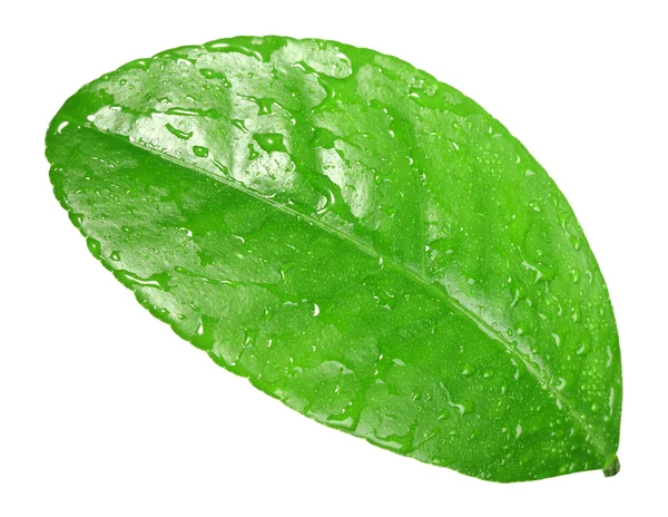 이 슬 방울과 한 녹색 잎 — 스톡 사진