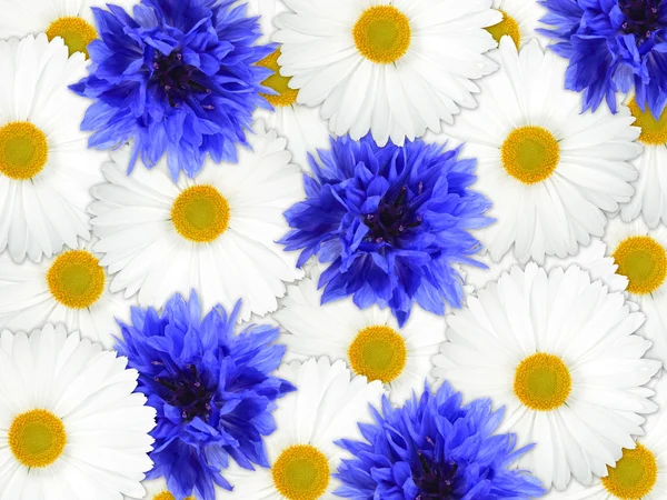 Bakgrund av blå och vita blommor — Stockfoto