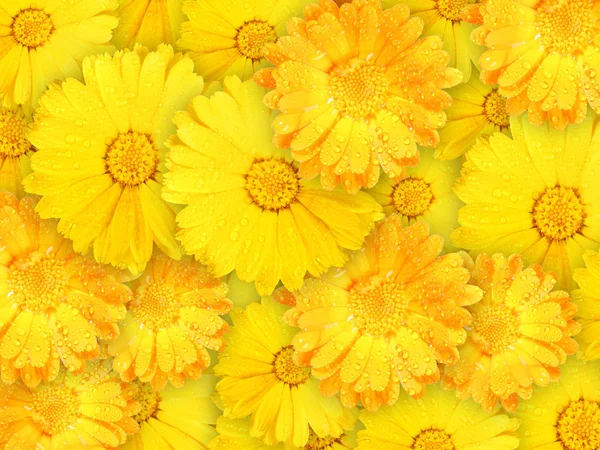 Background of orange and yellow wet flowers — Stock Photo, Image