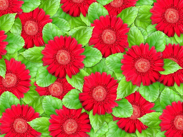 Bakgrund av röda blommor och gröna blad — Stockfoto