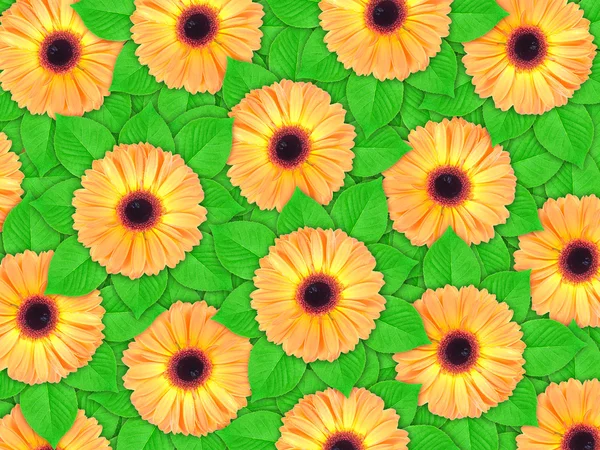 Background of orange flowers and green leaf — Stock Photo, Image