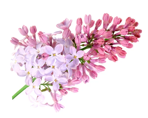 紫色丁香的单个分支 — 图库照片