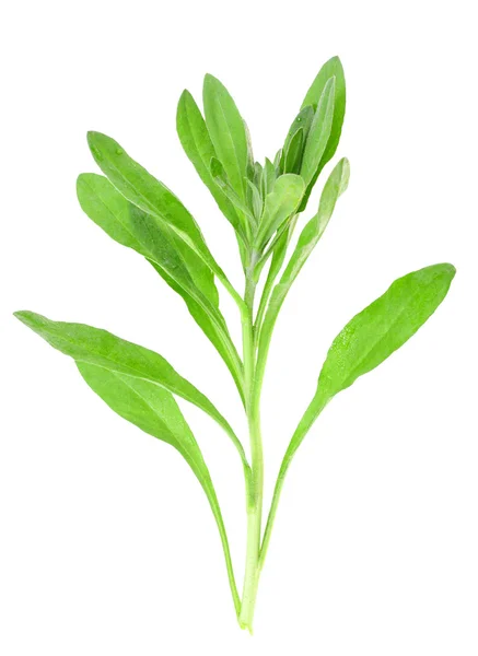 Gren med några gröna blad — Stockfoto