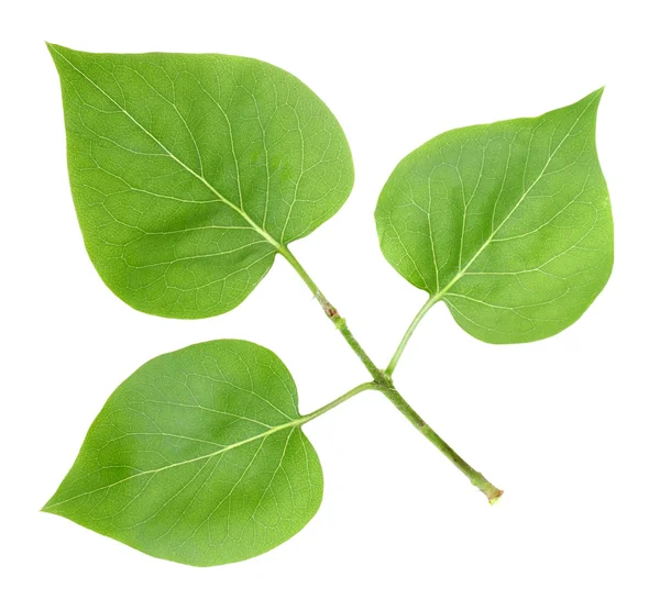 Three green leafs of lilac — Stock Photo, Image