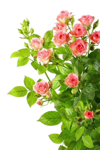 布什与粉红色玫瑰和绿色叶 — 图库照片