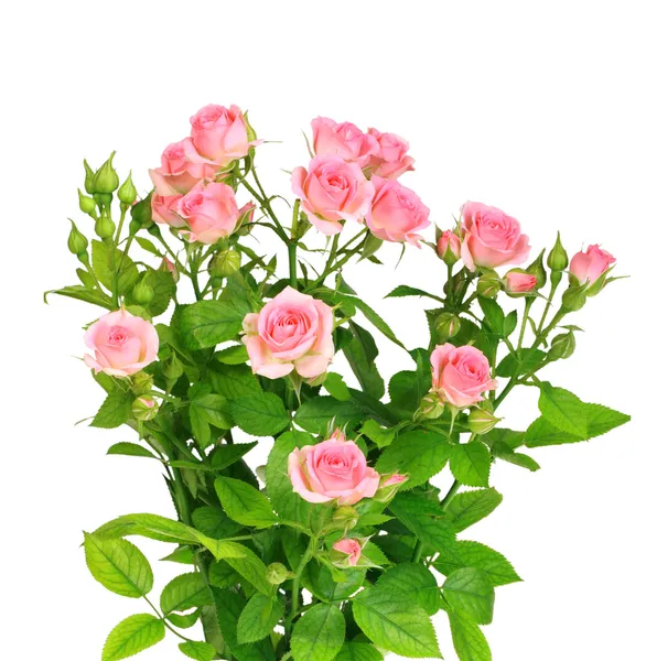 Буш с розовыми розами и зелеными листочками — стоковое фото