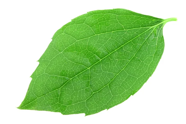 Один зелёный лист жасмина — стоковое фото