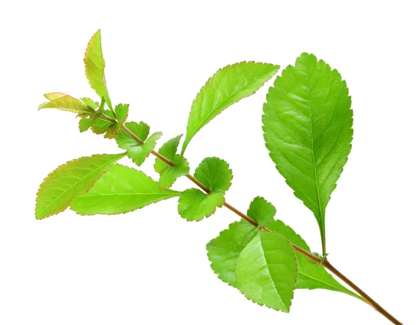 Jeune branche simple avec feuille verte — Photo