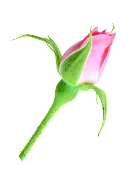 Pink rose bud on a green stalk — Stock Photo, Image
