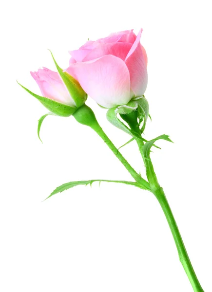 Pink rose and bud on a green stalk — Stock Photo, Image