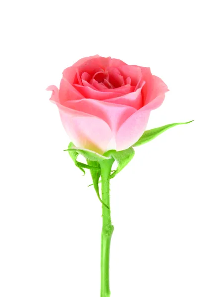 Flor rosa de rosa em um talo verde — Fotografia de Stock