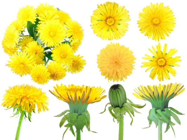 Set of yellow dandelion-flowers — Stock Photo, Image