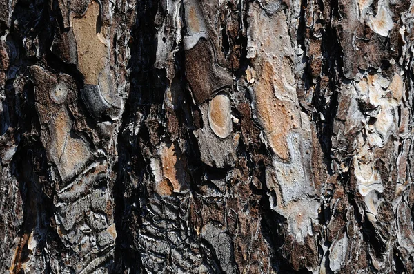 Alte Holzstruktur. — Stockfoto