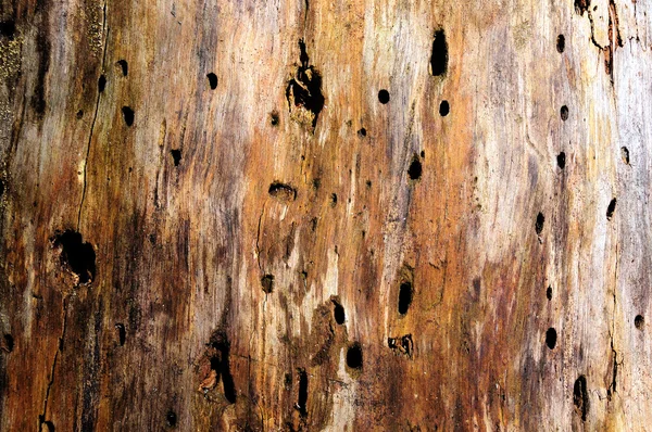 Ancienne texture en bois. — Photo