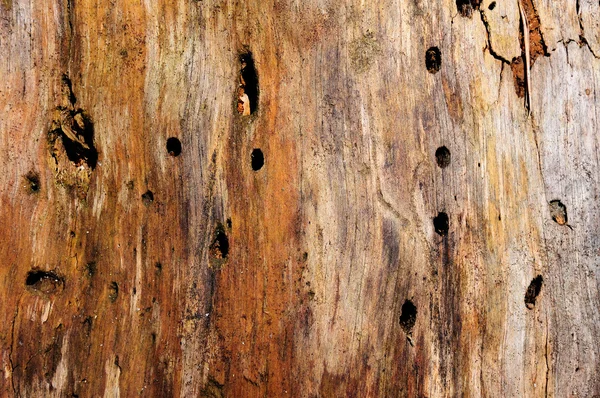 जुन्या लाकडी पोत . — स्टॉक फोटो, इमेज