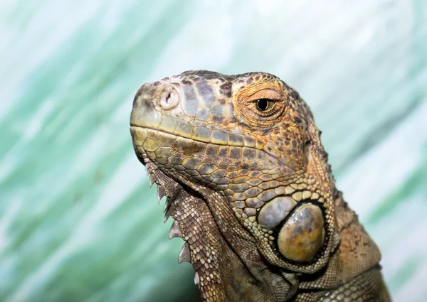 Stock image Iguana closeup