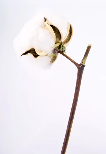 Branch of cotton — Stock Photo, Image